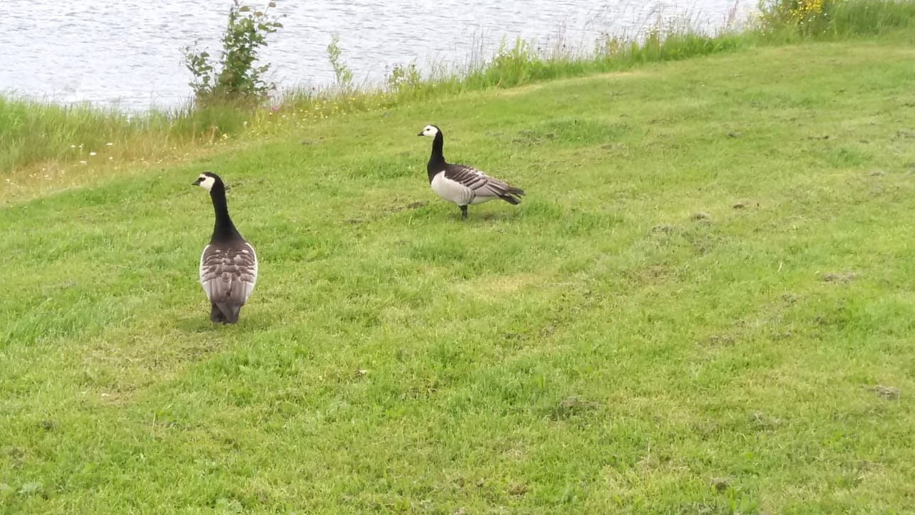 Kyllä cityhanhi kaupungin tunnistaa. Valkoposkihanhipari viivähti Raitsun nurmikolla hetkisen.