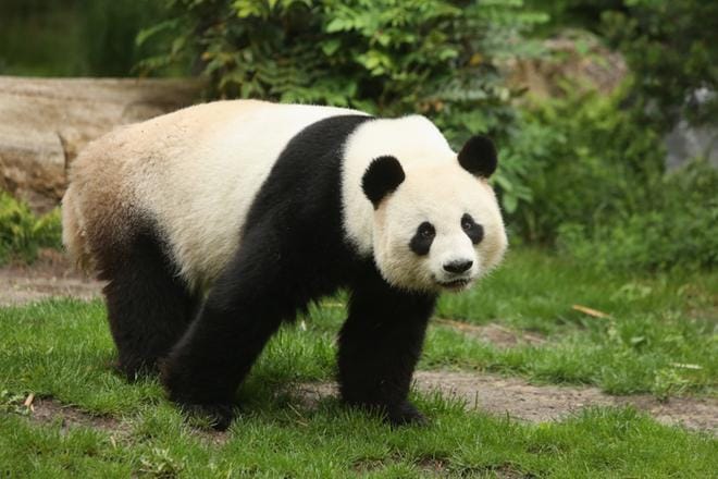 Panda Jiao Qing on elänyt Berliinin eläintarhassa kaksi vuotta. KUVA: Adam Berry