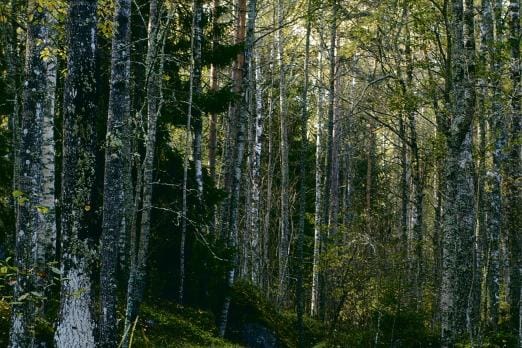 Kuvassa on Mustikkamaan metsää Vaasassa. ARKISTOKUVA