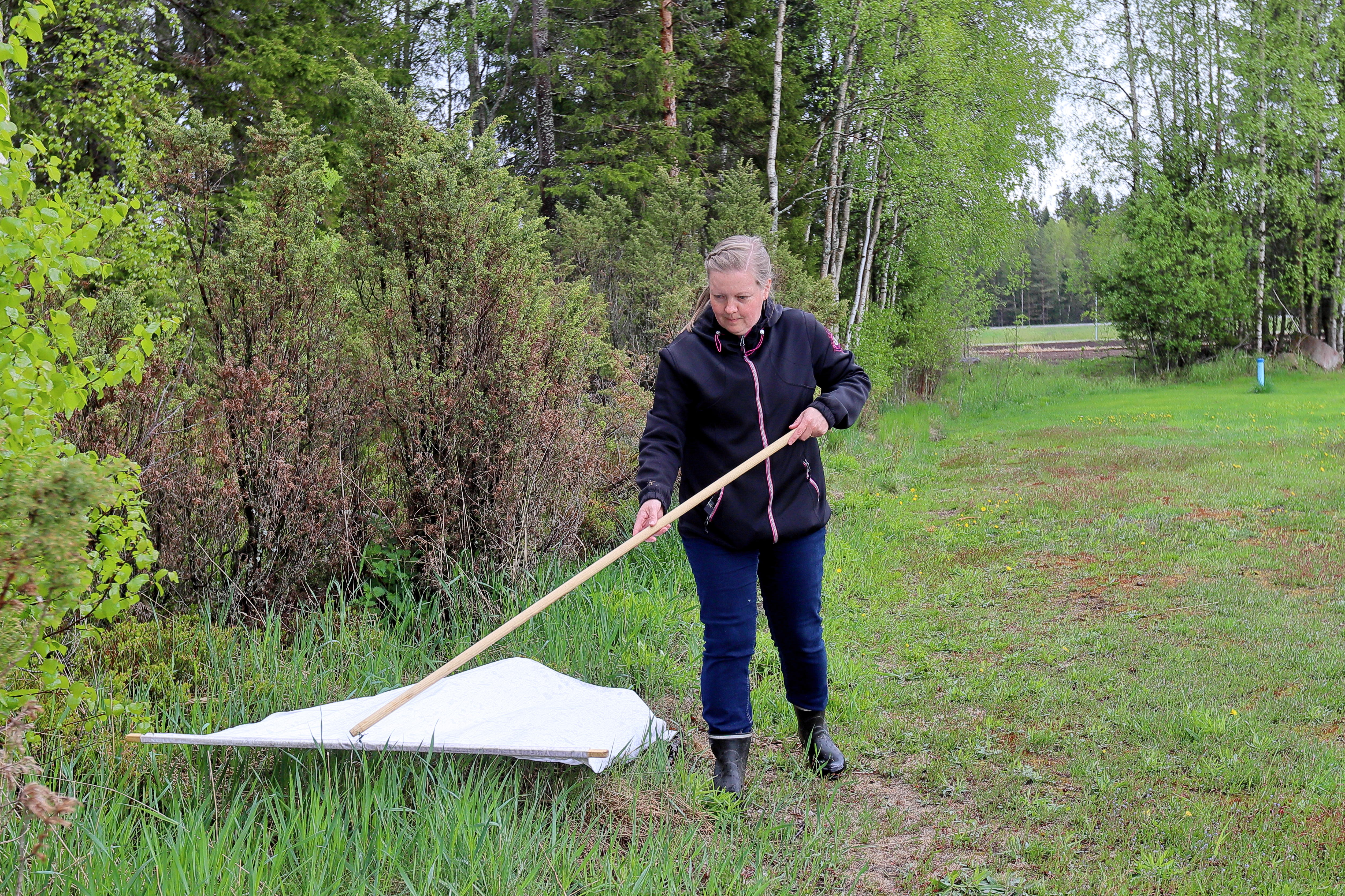 Punkkien pyydystäminen lakanaan ei ole mikään vitsi, vaan se todella toimii. Marika Siniluoto oli kuullut, että punkit voi tällä tavalla hävittää tontiltaan, mutta pinnahan se kysyy. 
