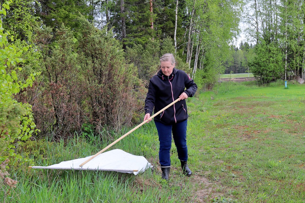 Punkkien pyydystäminen lakanaan ei ole mikään vitsi, vaan se todella toimii. Marika Siniluoto oli kuullut, että punkit voi tällä tavalla hävittää tontiltaan, mutta pinnahan se kysyy.