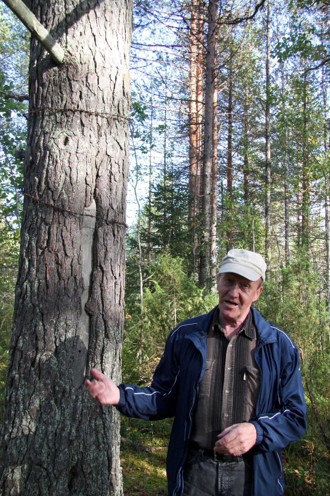 Vanha puu muistuttaa vieläkin Metsäkylän julmuuksista.