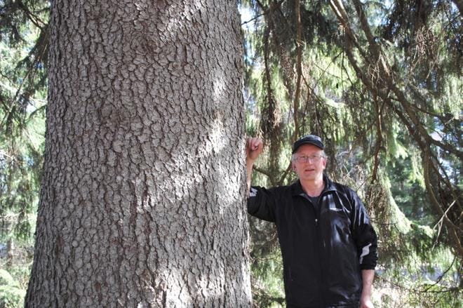 Puiston vanhimpia puita ovat rannan isot kuuset. Jorma Toopakka mittasi, että suurimmalla on ympärysmittaa 3,45 metriä. KUVAT: EEVA-LIISA KULJU