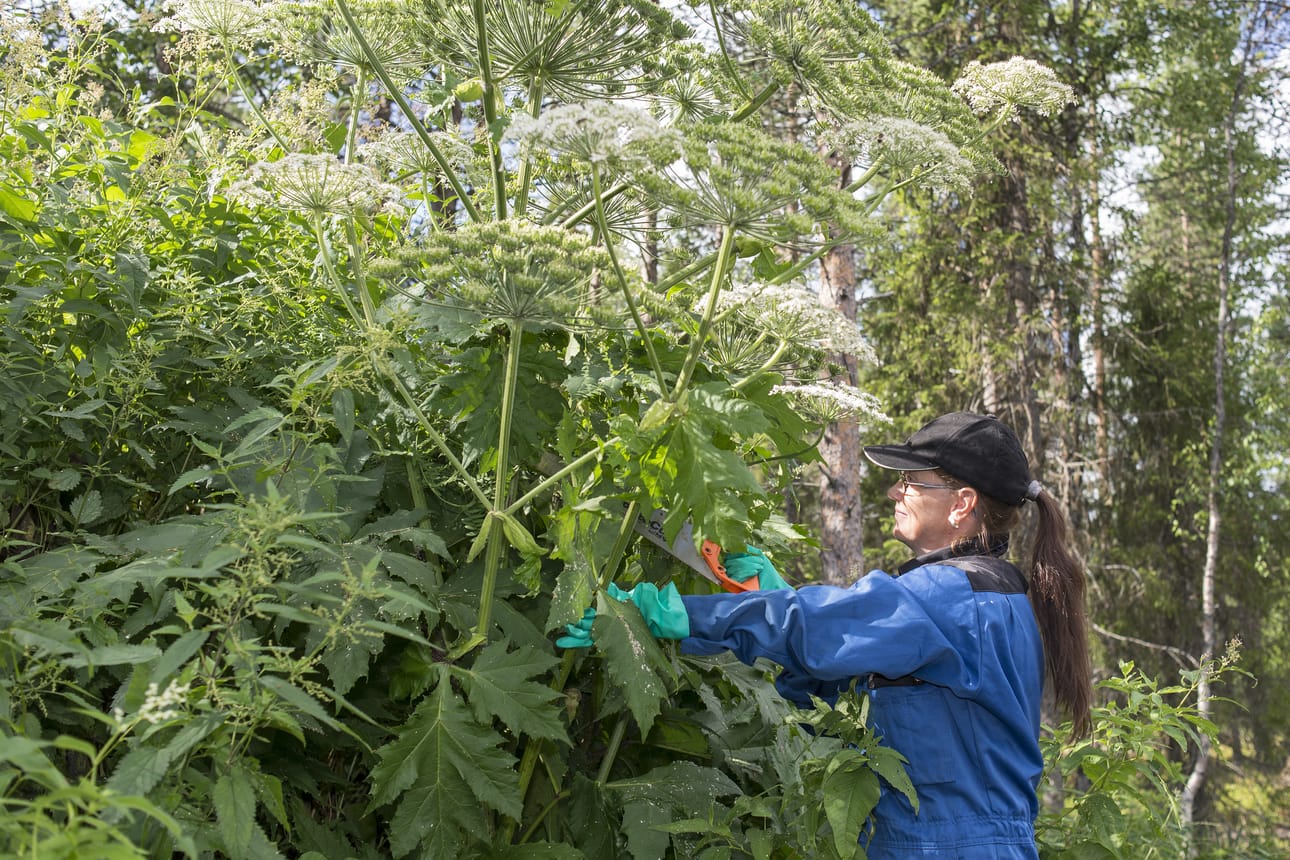 Kuusamon kaupunki on tehnyt vuosia töitä jättiputken kitkemiseksi kaupungin mailta. Puutarhuri Raili Räisänen toivoo kuntalaisten ottavan yhteyttä tiedossa olevista kasvustoista.