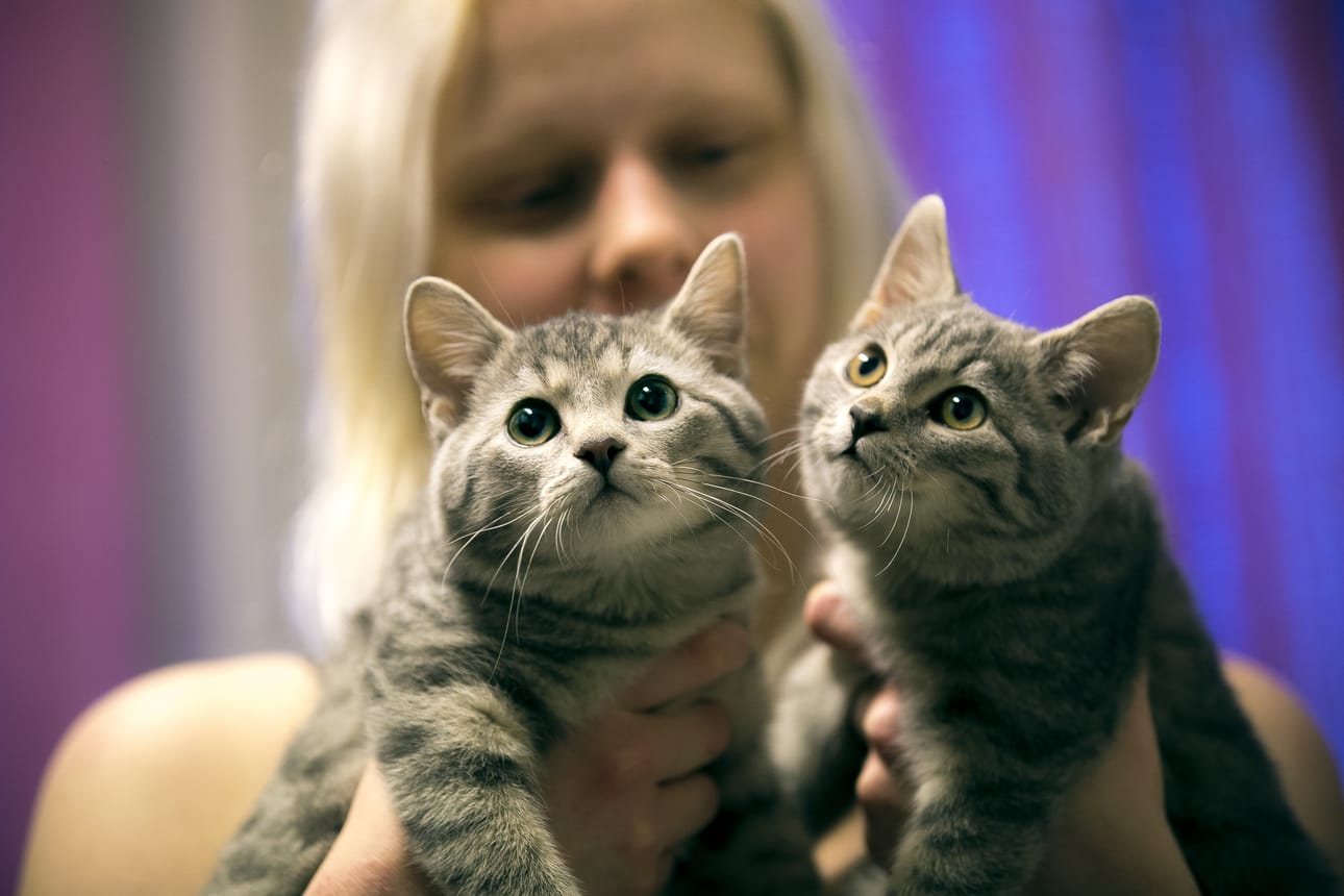 Tiuhtilla ja Viuhtilla on jo tiedossa uusi koti, mutta moni muu yhtä suloinen kissa odottaa uutta emäntää tai isäntää. ts henkilökuntaa itseään hoitamaan. Heli Kari on työskennellyt kissojen parissa jo pitkään.