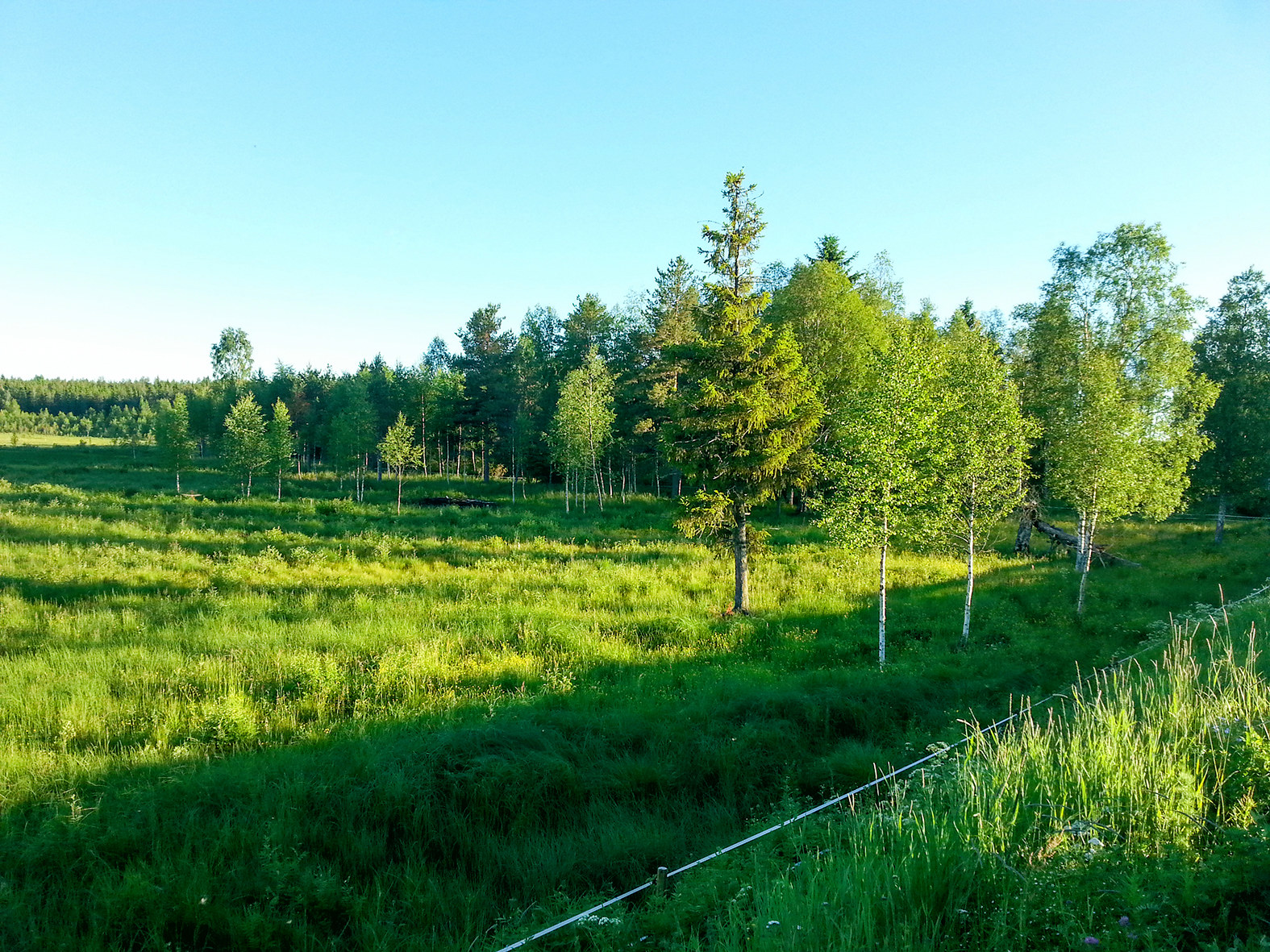 Ala-Kurkelan hoidettu rantalaidun kesäkuussa 2016.