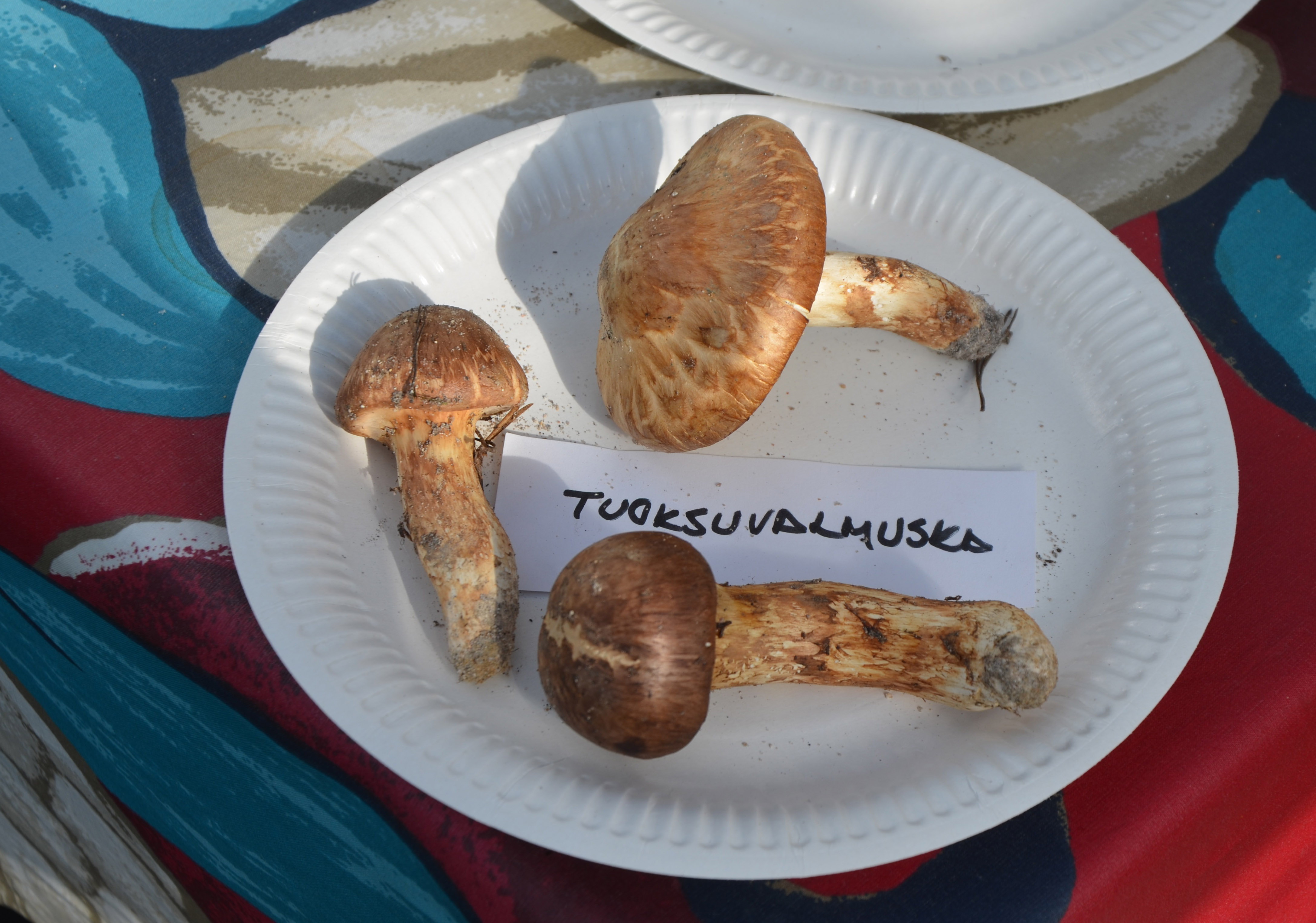 Matsutaket eli tuoksuvalmuskat kasvavat vahoissa mäntymetsissä hiekkaisilla harjuilla. Matsu tarkoittaa mäntyä ja take sientä.