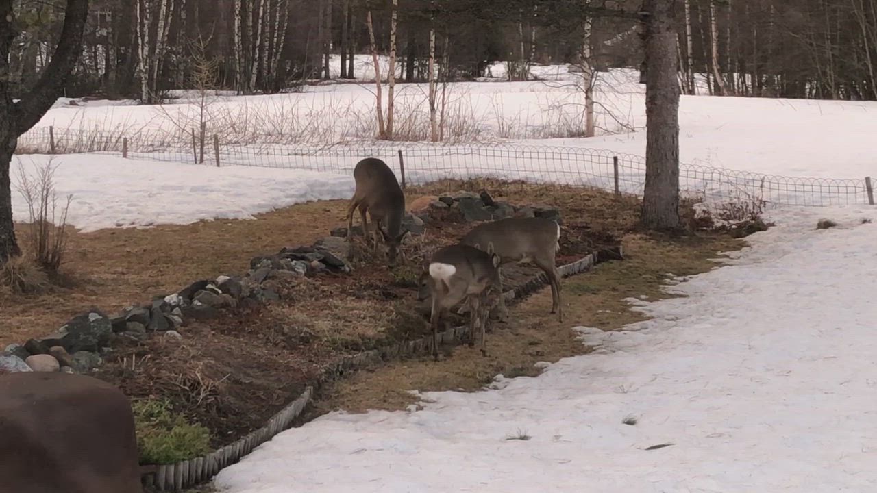 Kauriit ruokailemassa pihamaalla