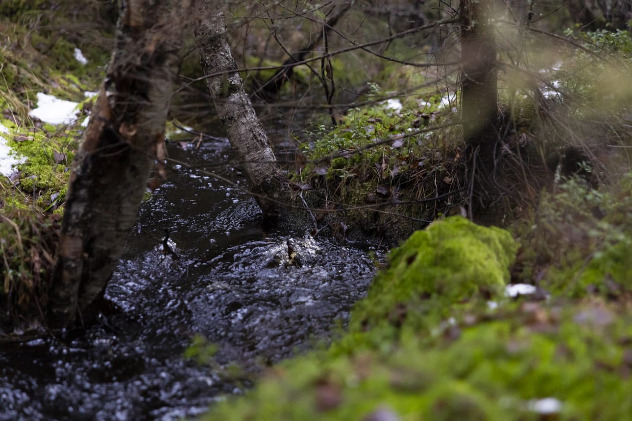 Suvussa sukupolvien ajan kulkeneella metsällä on myös tunnearvoa.