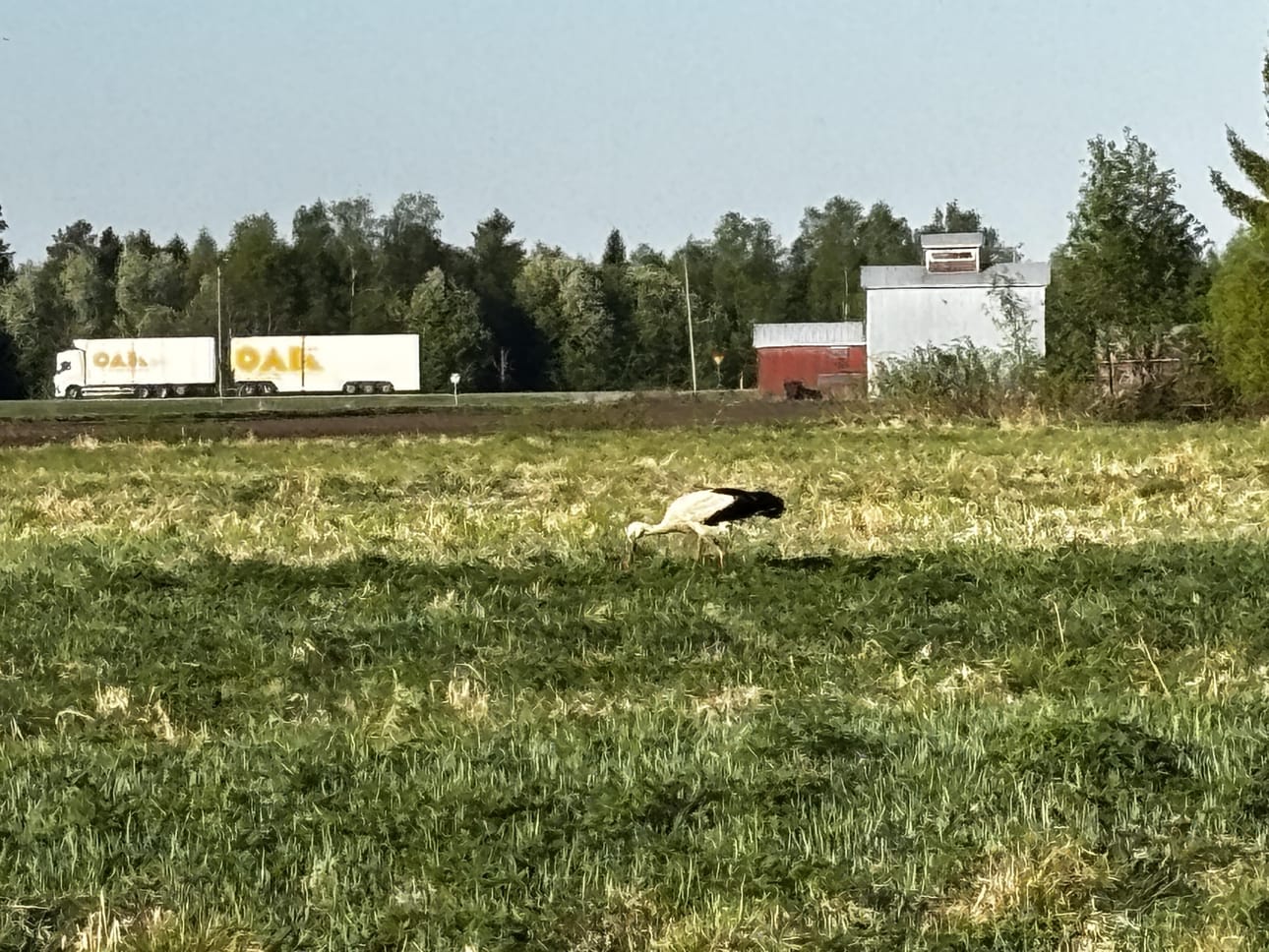 Kattohaikara ruokaili torstaiaamuna pellolla Limingassa.