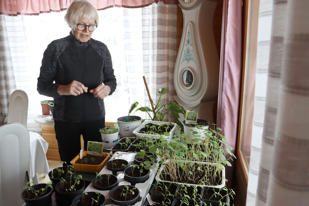 Ulla Maija Leskinen kertoo kylväneensä ensimmäiset taimet siemenistä maaliskuun puolivälissä.