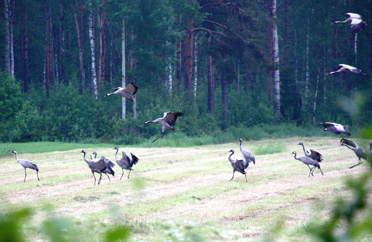 Kurkiparvet ovat tänä syksynä talloneet viljoja ennätyspaljon. Arkistokuva Sari Junnonaho