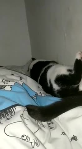 Kissakilpailu: Nöpö höpönä