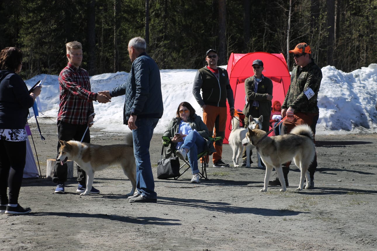 Tuomari Matti Palojärvi arvosteli mm. itäsiperianlaikat.
