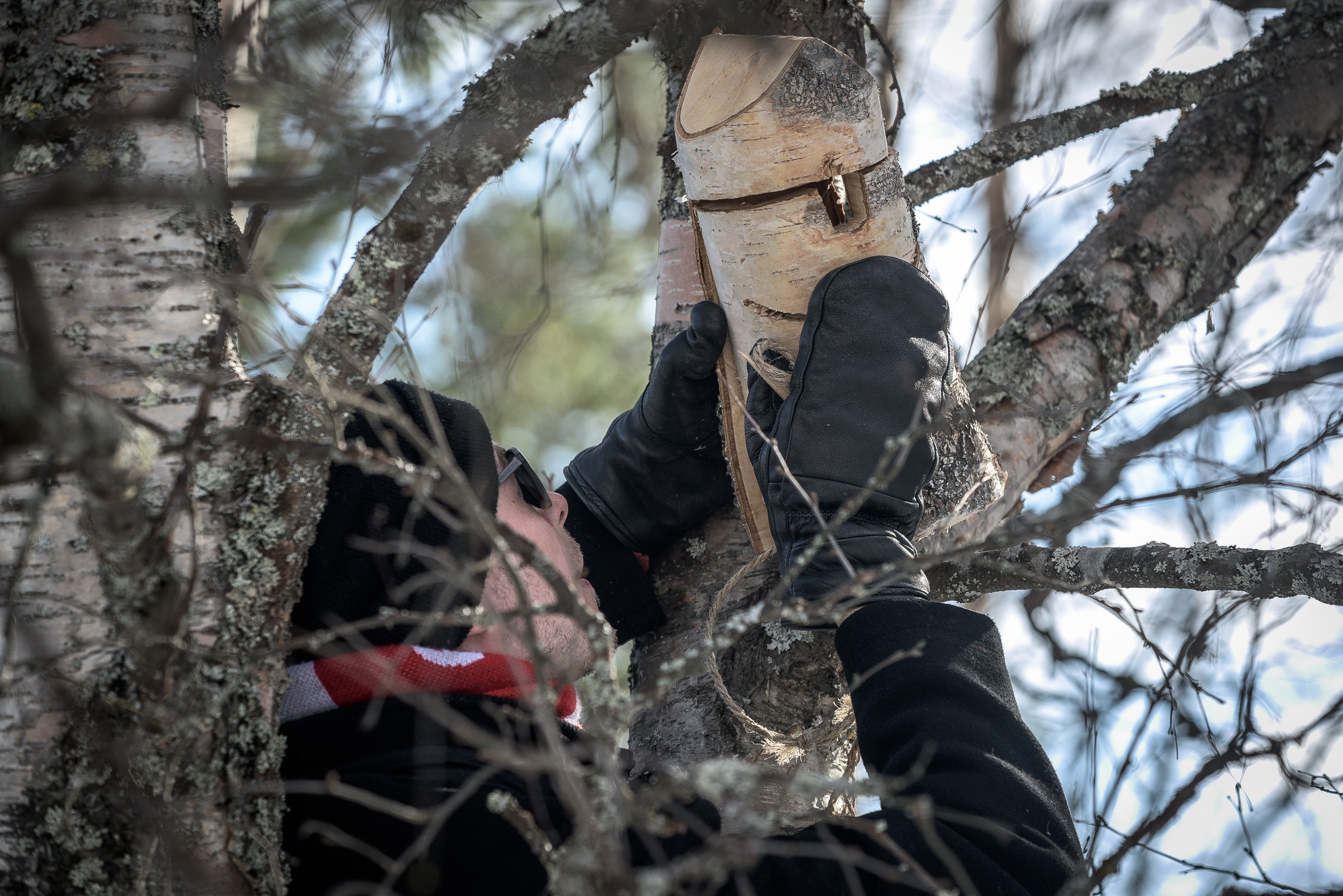 Ripustimme pöntön numero 599 204 – nyt odotellaan asukkaita