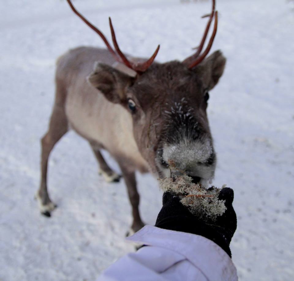 Porot eivät kyllä syö mitään, mikä niille ei sovi, poroisäntä Juha Kujala tietää.