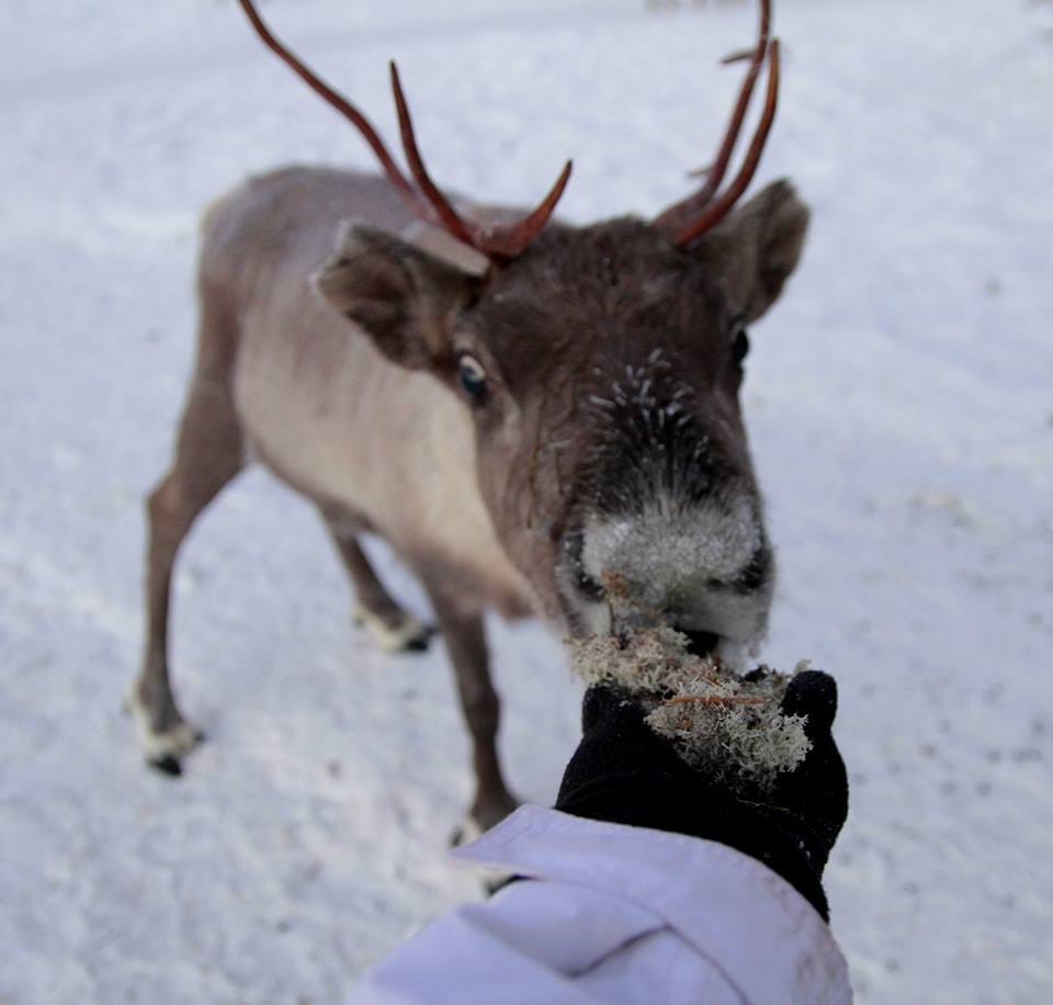 Porot eivät kyllä syö mitään, mikä niille ei sovi, poroisäntä Juha Kujala tietää.
