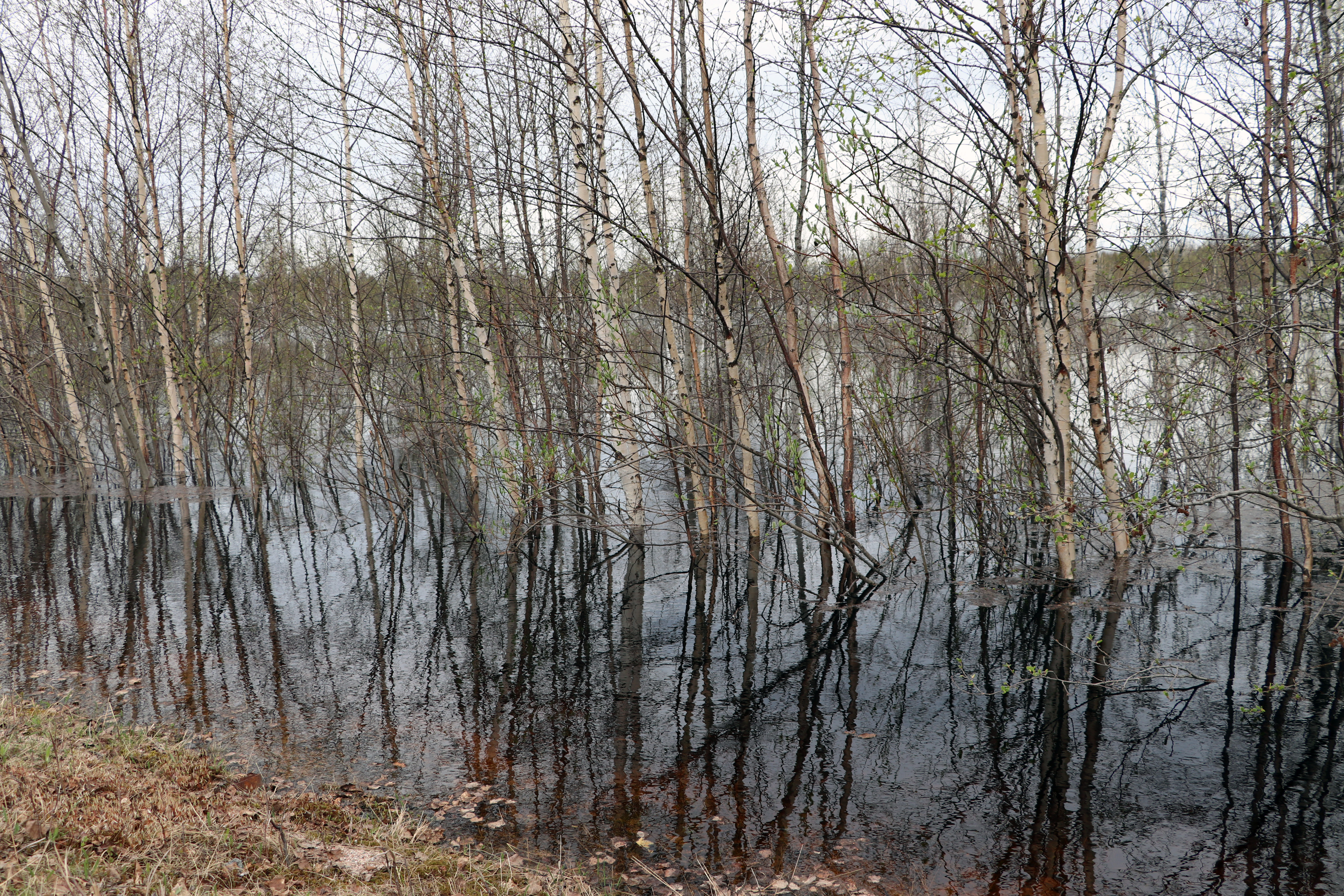 Petäjäkankaantien varresta kuvattua 27.5.2020.