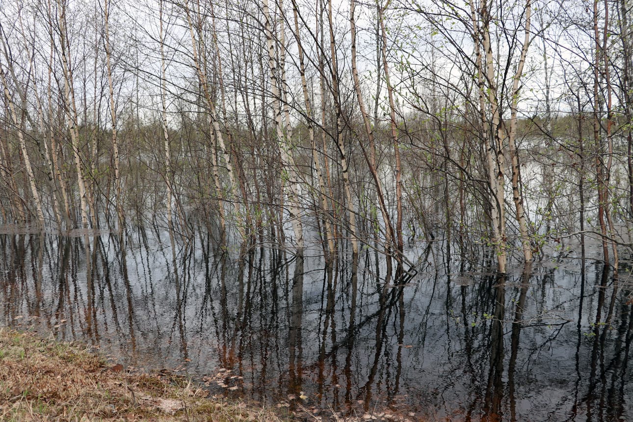 Petäjäkankaantien varresta kuvattua 27.5.2020.