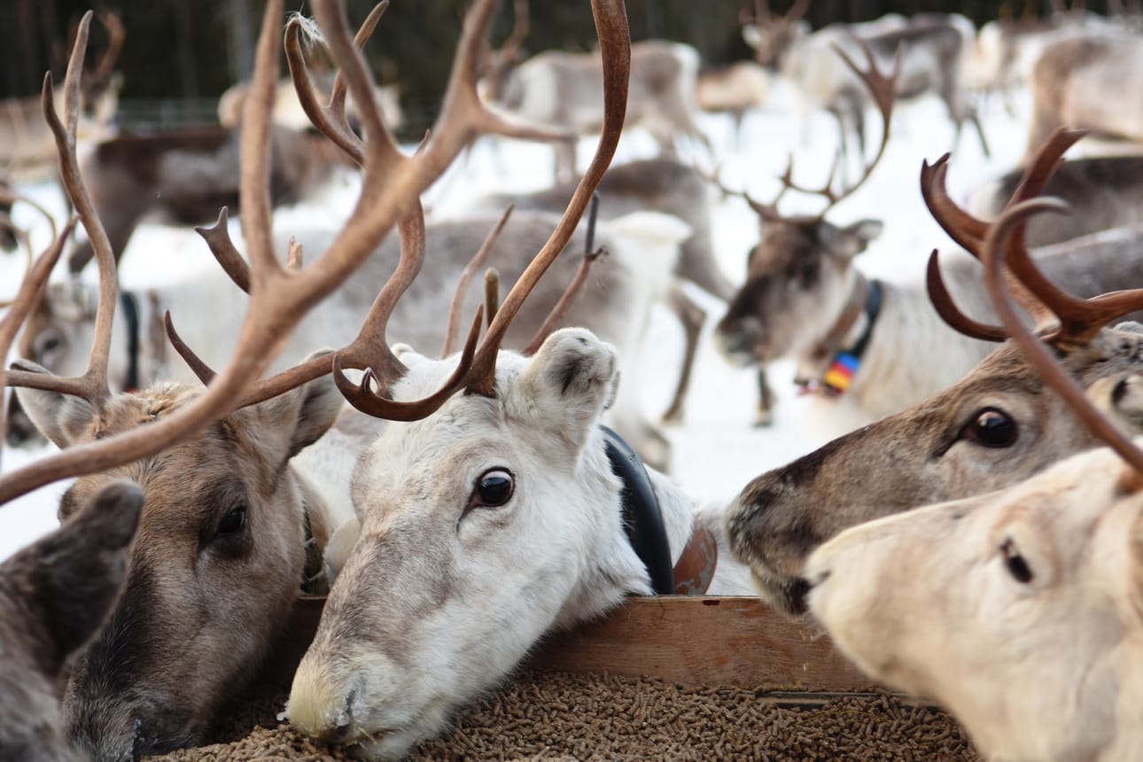 Porotilamatkailun yrittäjät kehittävät yhdessä uusia tapoja selviytyä haastavista ajoista.