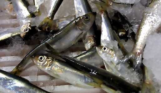 Kaupasta ei saa loppuvuodesta kotimaista silakkaa, koska EU:n kalastajille määräämä silakkakiintiö täyttyy.