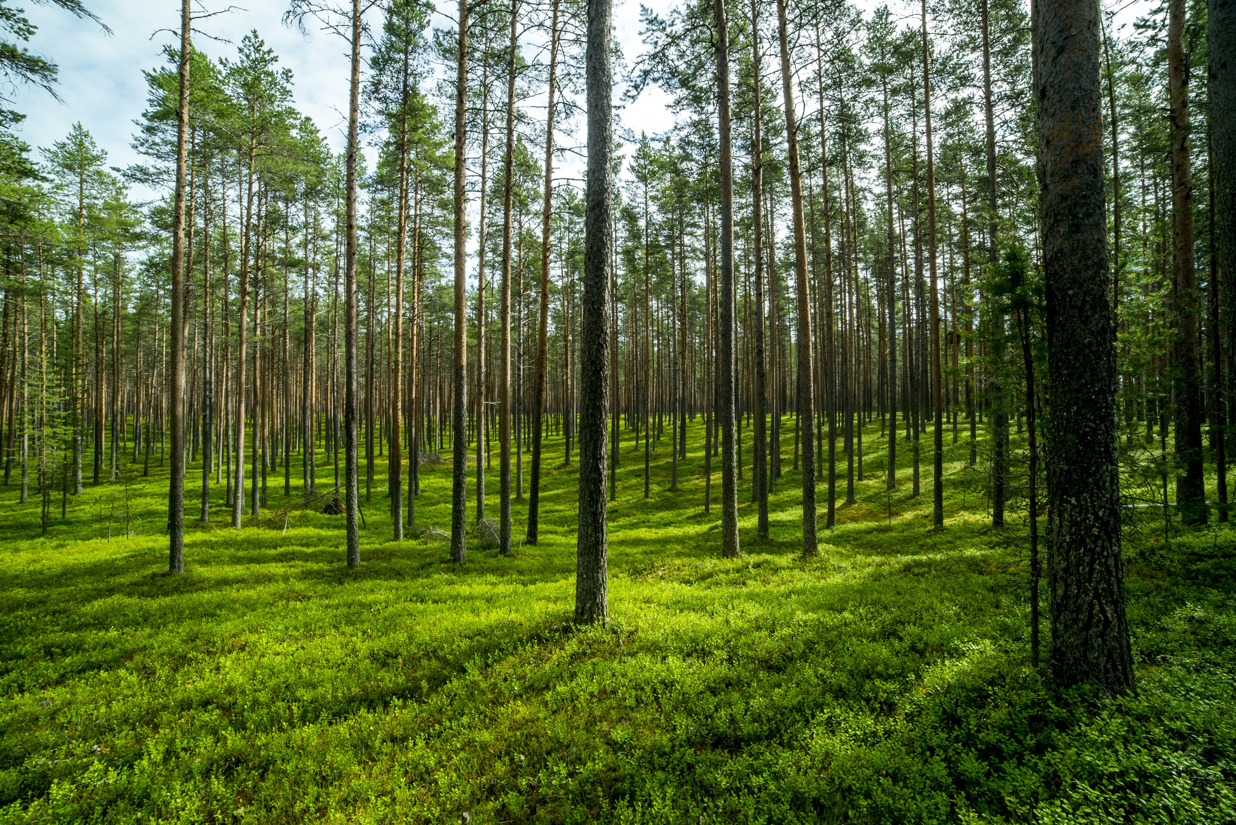 Ärjänsaaren metsää.