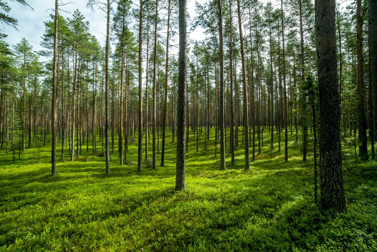 Ärjänsaaren metsää.