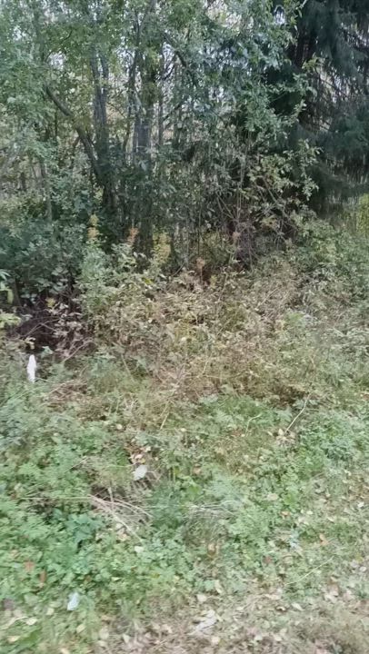 Alkava epävirallinen kaatopaikka Kolehmaisen rannassa  Patamäessä.  Ensin kesällä ilmestyi petauspatja. Sitten sänky ja nyt kuvauksen jälkeen näkyy ilmestyneen  vessanpytty.
