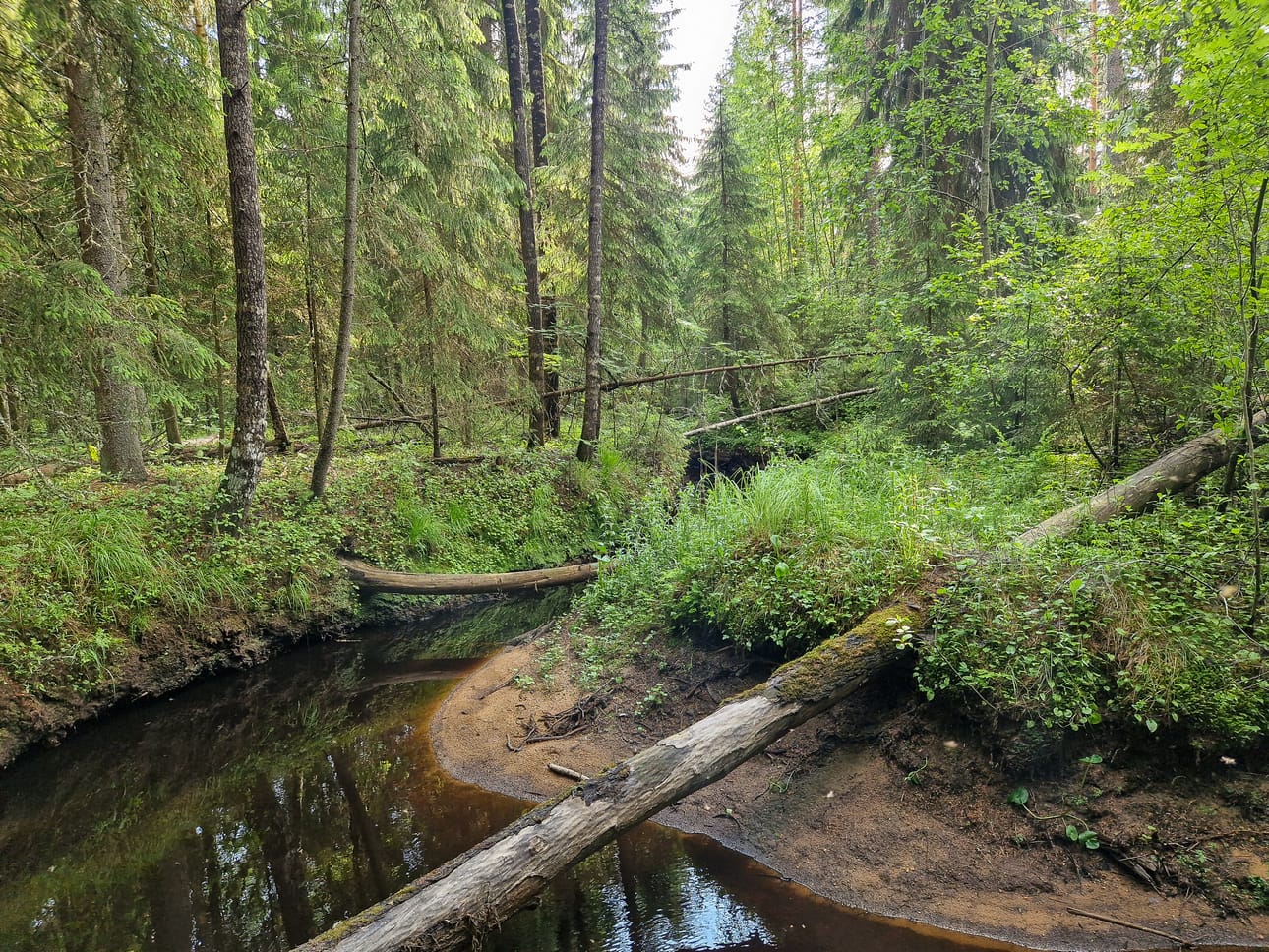 Kortesharjun metsässä on puroja, lehtoa ja vanhaa metsää.