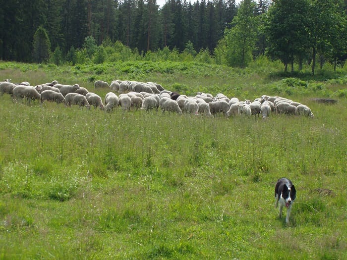Putkisalon kartanossa Rantasalmella käytetään paimenkoiria apuna lampaiden laidunnuksessa.