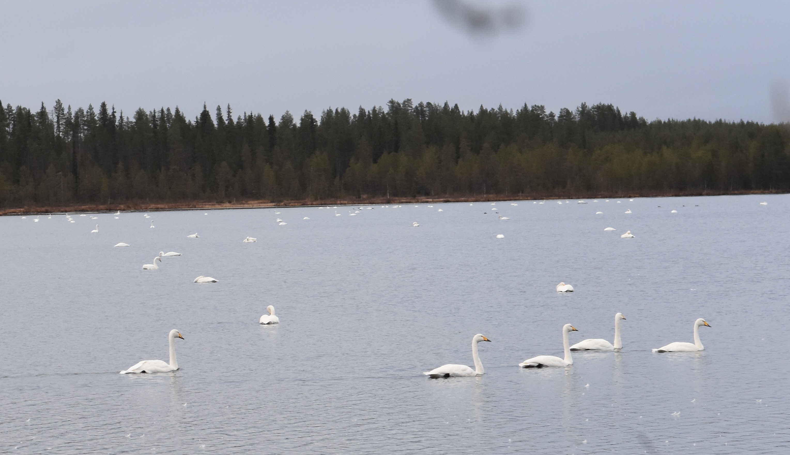 Asiantuntija näkee Nissinjärven joutsenten lisääntyneen syksyisin.