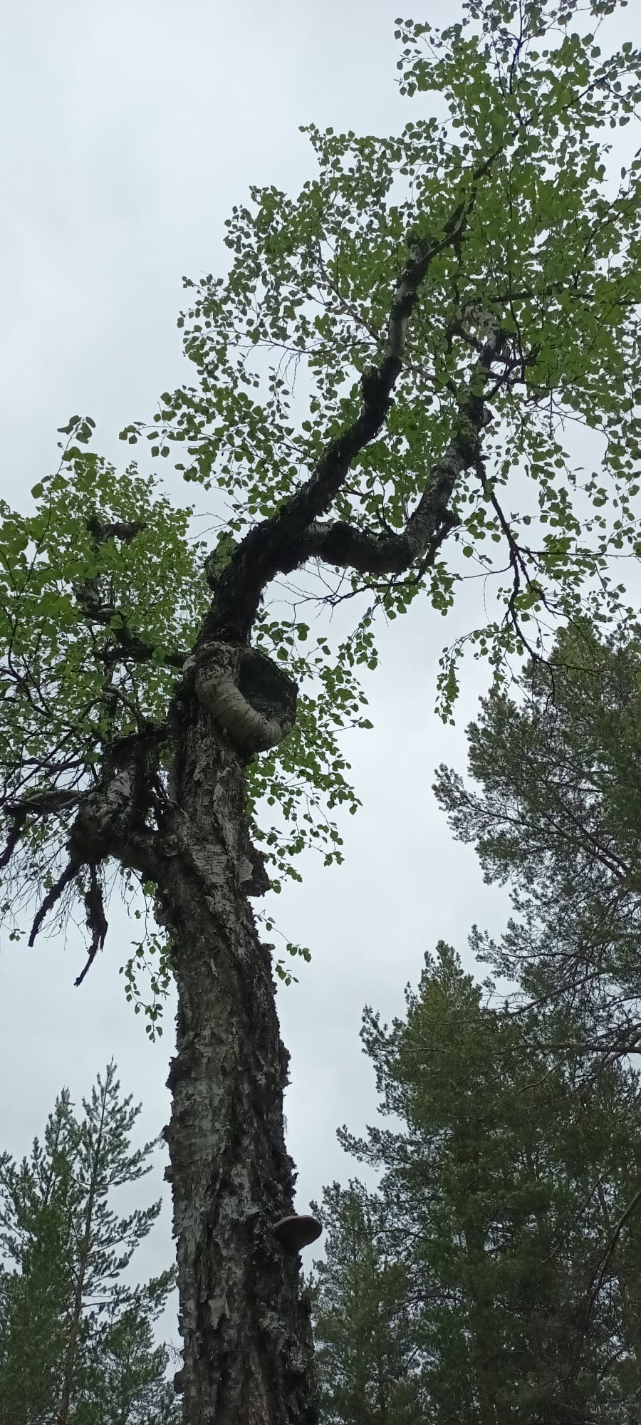 Koivun erikoinen muodostelma kirvoitti kysymyksen.