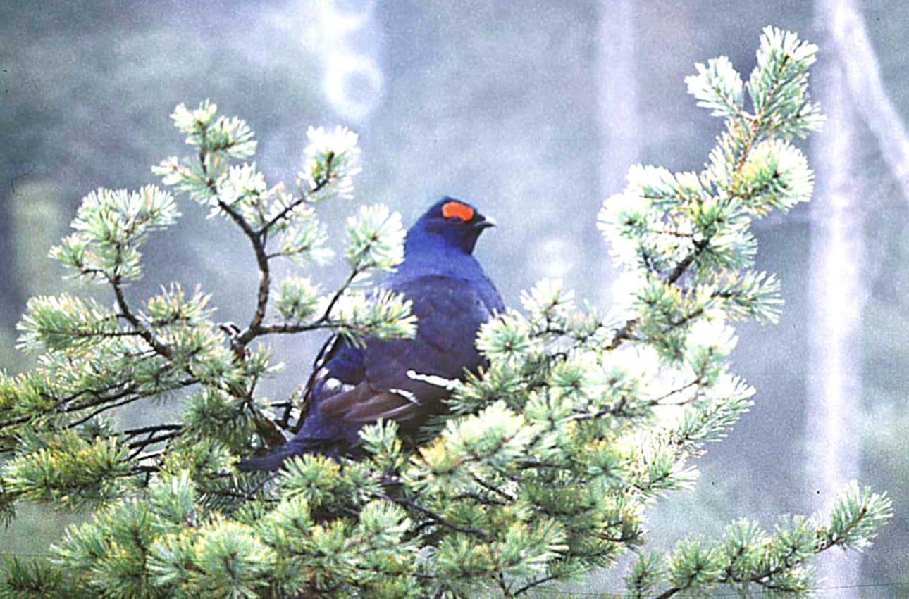 Riistakolmioiden kesälaskenta toteutettiin valtakunnan laajuisena 29. kerran. Laskennan tekevät pääosin metsästäjät vapaaehtoistyönä.