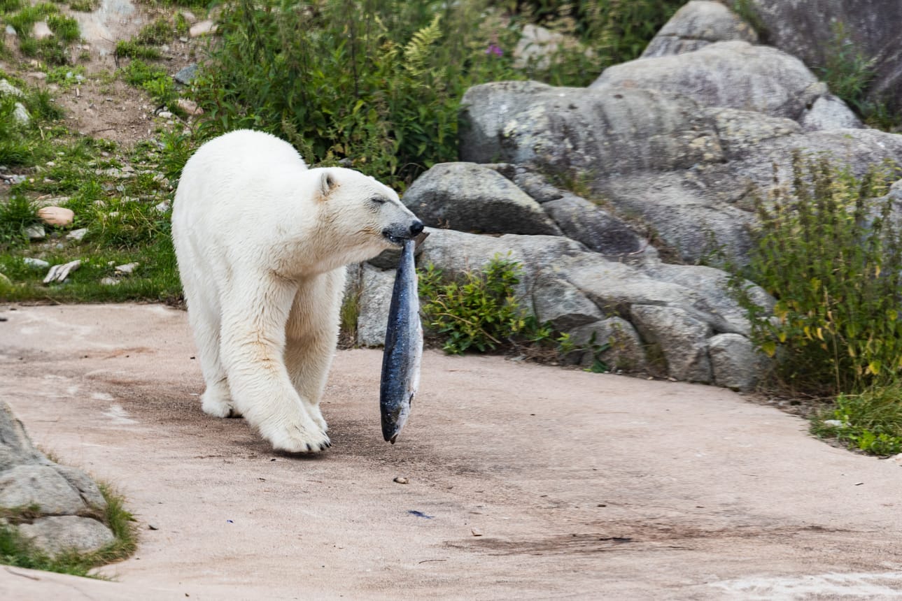 Normaaleina ruokintapäivinä jääkarhut syövät noin 15 kiloa ruokaa. Toisinaan ne saavat välipalaksi esimerkiksi lohen, kertoo Ranuan eläinpuiston ympäristökasvattaja Heidi Kouvo.