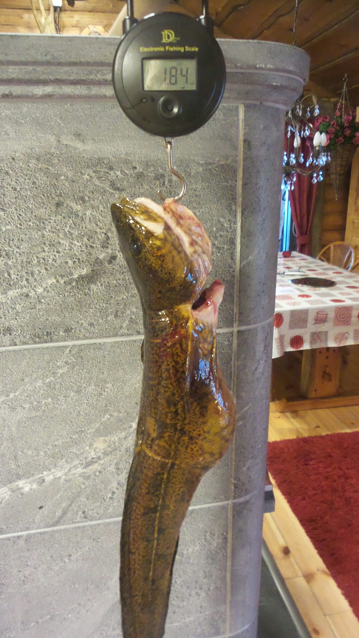 Pulska Made. Talven suurin. Ylikitka.