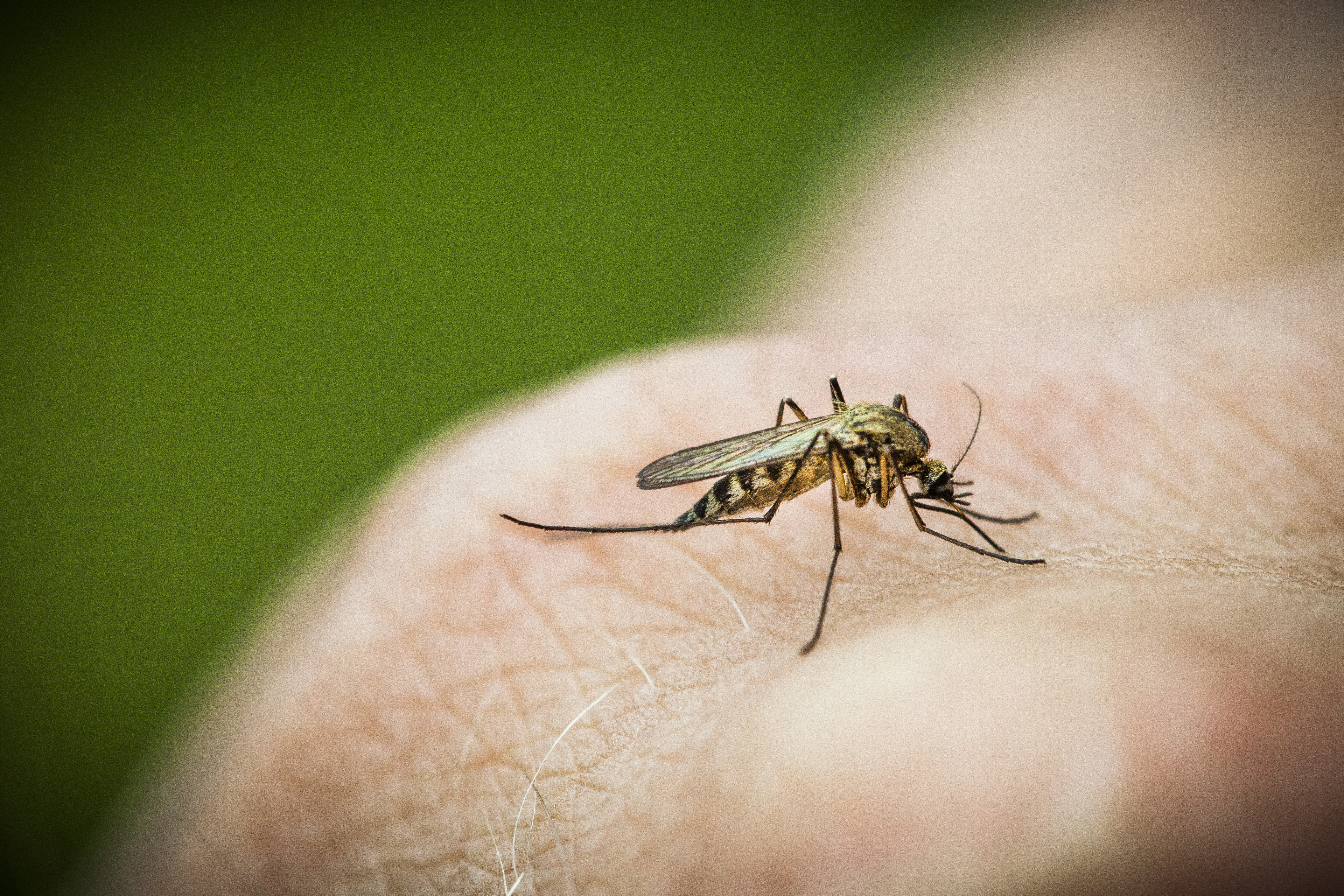 Hyttysten paikka ravintoketjussa ei ole ratkaisevan tärkeä, vaikka linnut, sudenkorennot ja hämähäkit syövätkin niitä.