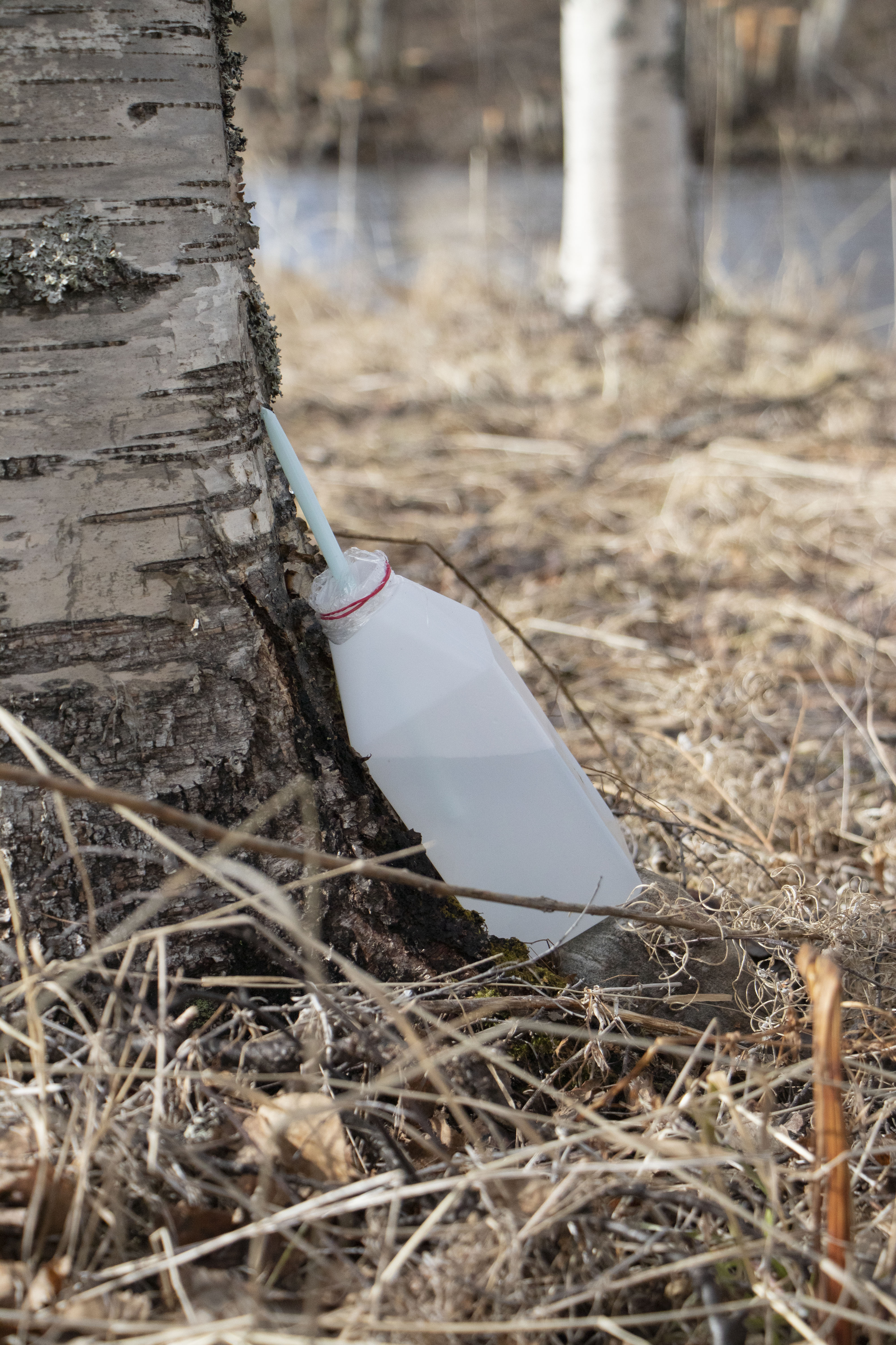 <p>Jos koivu ja keräyshetki on otollinen, alkaa mahla virrata saman tien.  Pullon suuaukko on hyvä suojata, etteivät esimerkiksi muurahaiset tule osingolle. Jokamiehen oikeuksiin mahlankeruu ei sisäly, vaan aina on oltava lupa maanomistajalta. </p>
