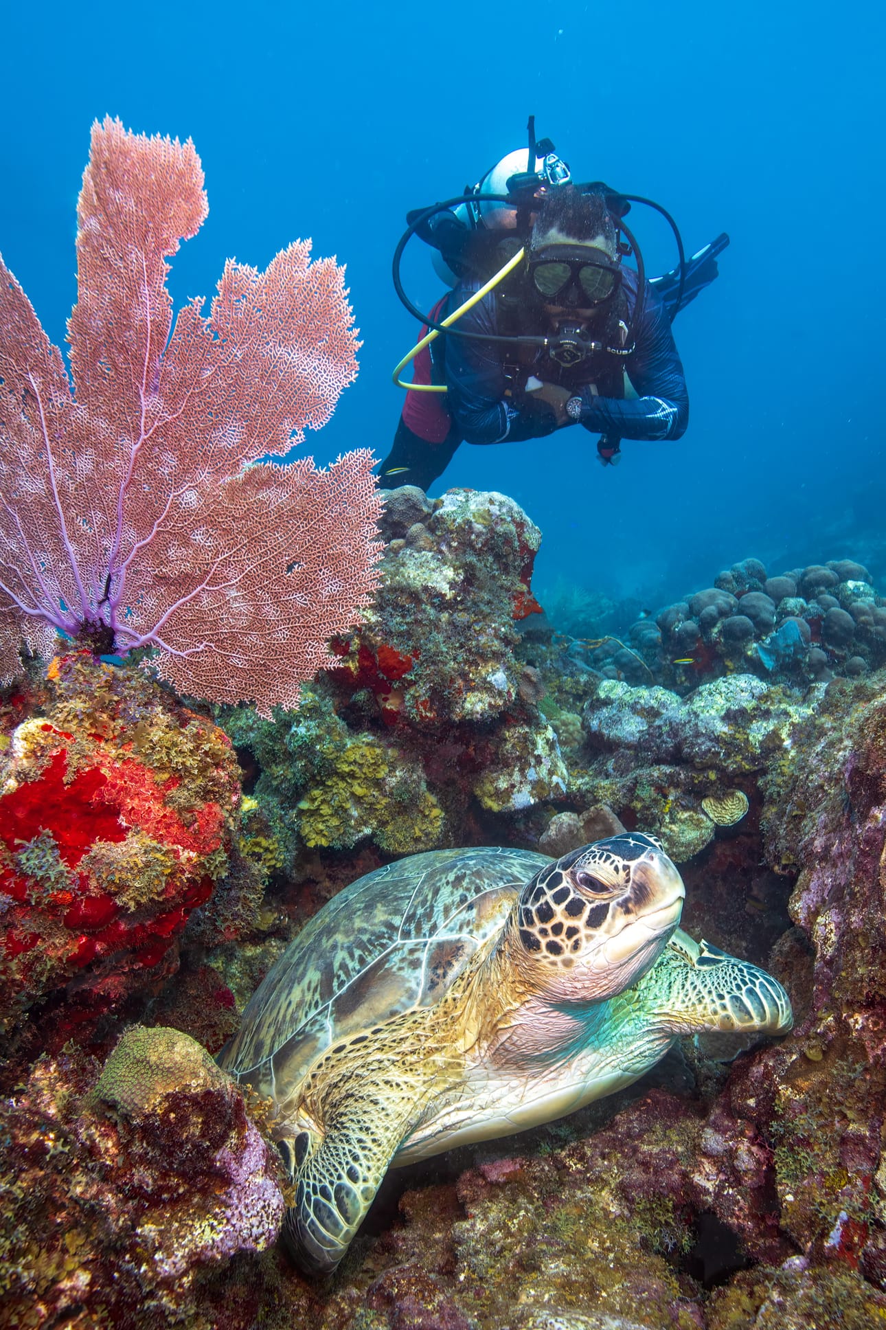 Kun Marjo Aho saa vieraita Vaasasta St. Croix'lle, hän vie heidät sukeltamaan tai snorklaamaan. Karibialla myös merenalainen maailma on värikäs. Merikilpikonnallakin on monivärinen ulkoasu.