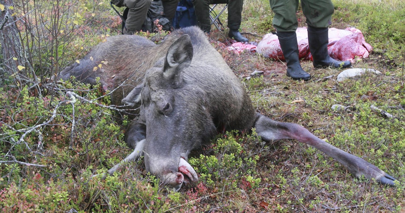 Tähän asti ajavan koiran säkäkorkeus on saanut olla korkeintaan 28 senttimetriä. Nyt mittaa ollaan nostamassa 39 senttiin. Hirvenmetsästykseen suunnitellaan uudistusta. Eläimen voisi kaataa jousella.