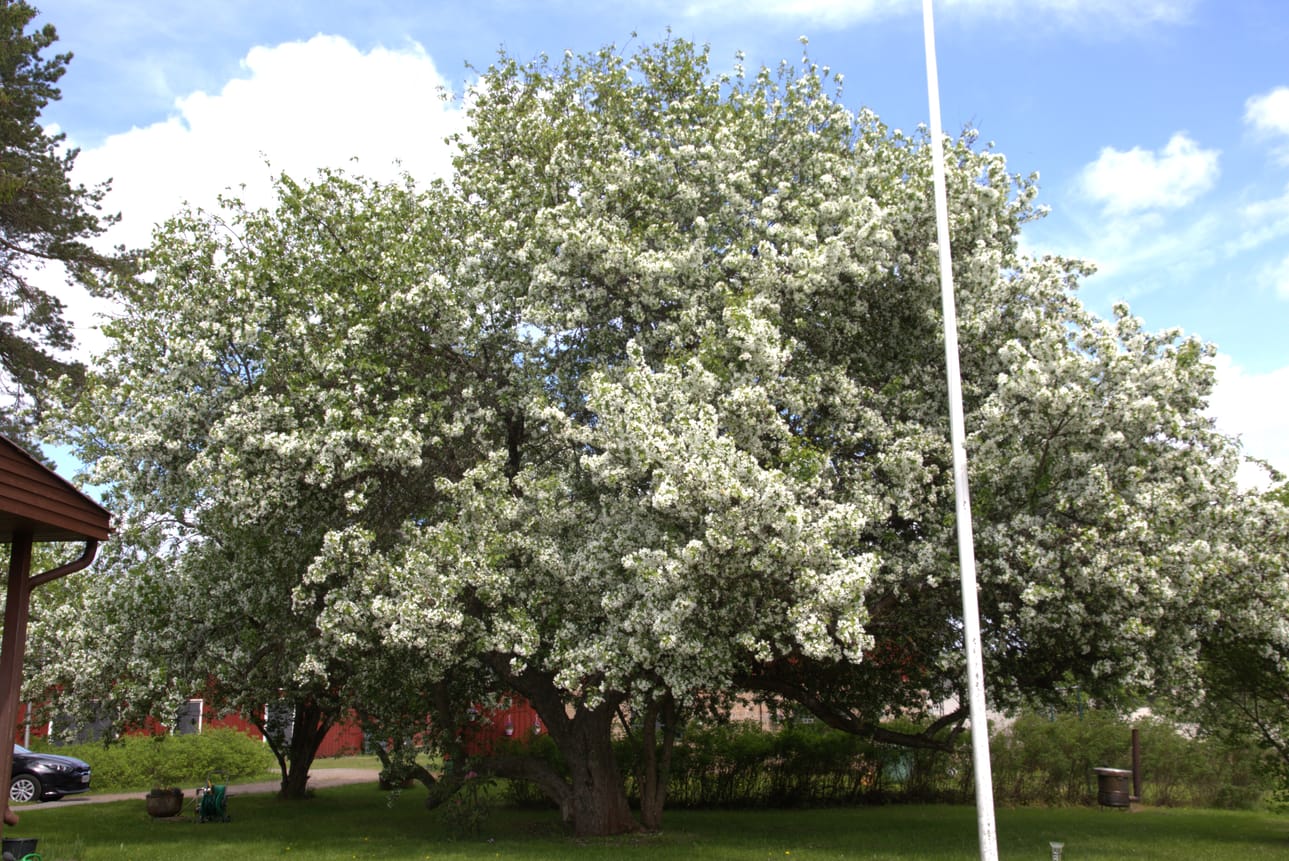Tuposlainen koristeomenapuu on väitetysti lakeuden komein.