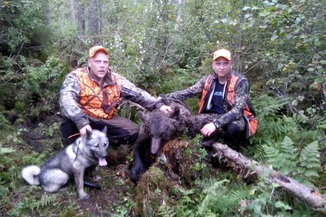 Ari Hautakangas ja Ville Toppinen pääsivät hiipimään Nemo-koiran haukulle ja kaatamaan 8-vuotiaan körilään. Karhun kaataminen on metsästyskoirallekin kova saavutus.