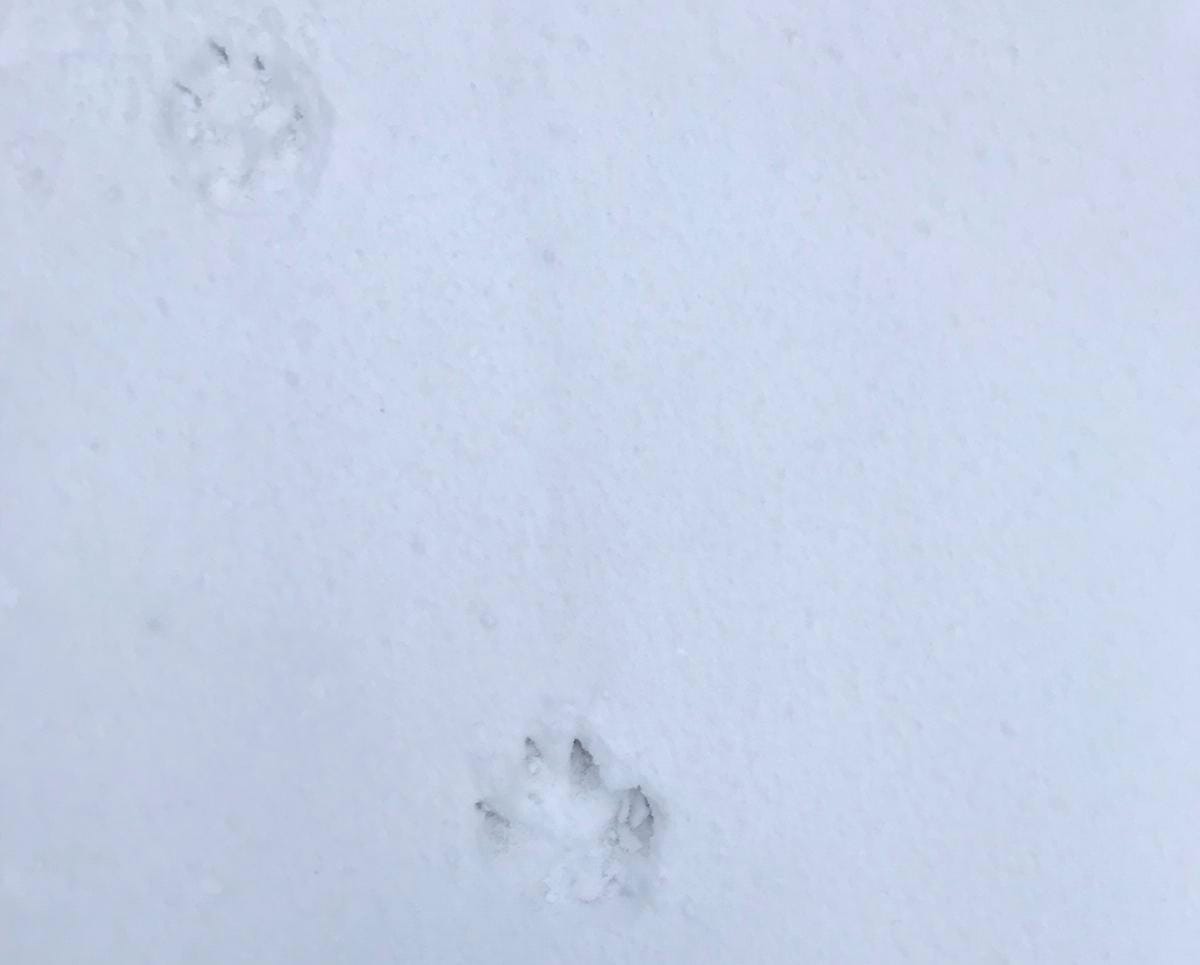 Helena Lampea säikytelleestä sudesta jäi muistoksi jäljet.