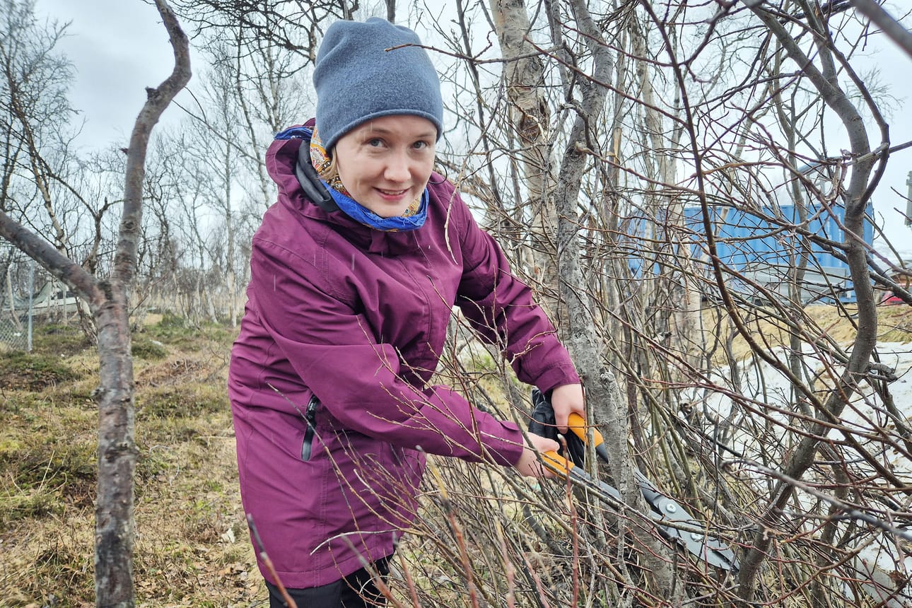 Kesäkuussa Hetassa järjestettävässä työpajassa perehdytään pajun ja koivun parkin hyödyntämiseen saamenkäsitöissä, Birit Tornensis kertoo.