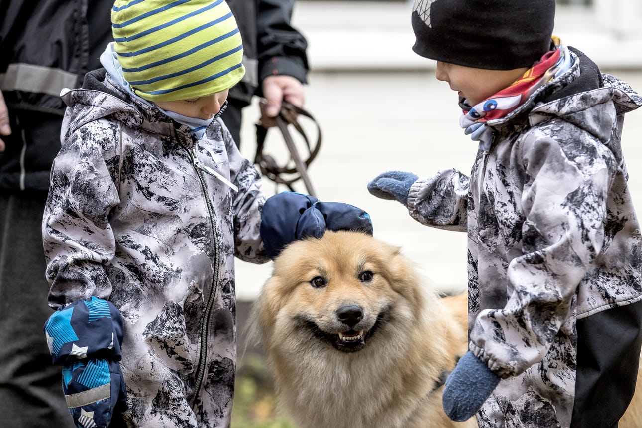 Atte ja Aapo Lampela silittävät Piikua.