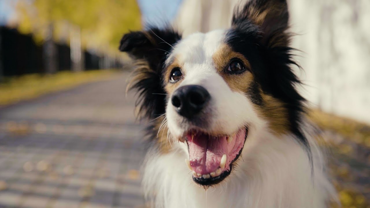 Vuoden vankilakoira on bordercollie Iiro