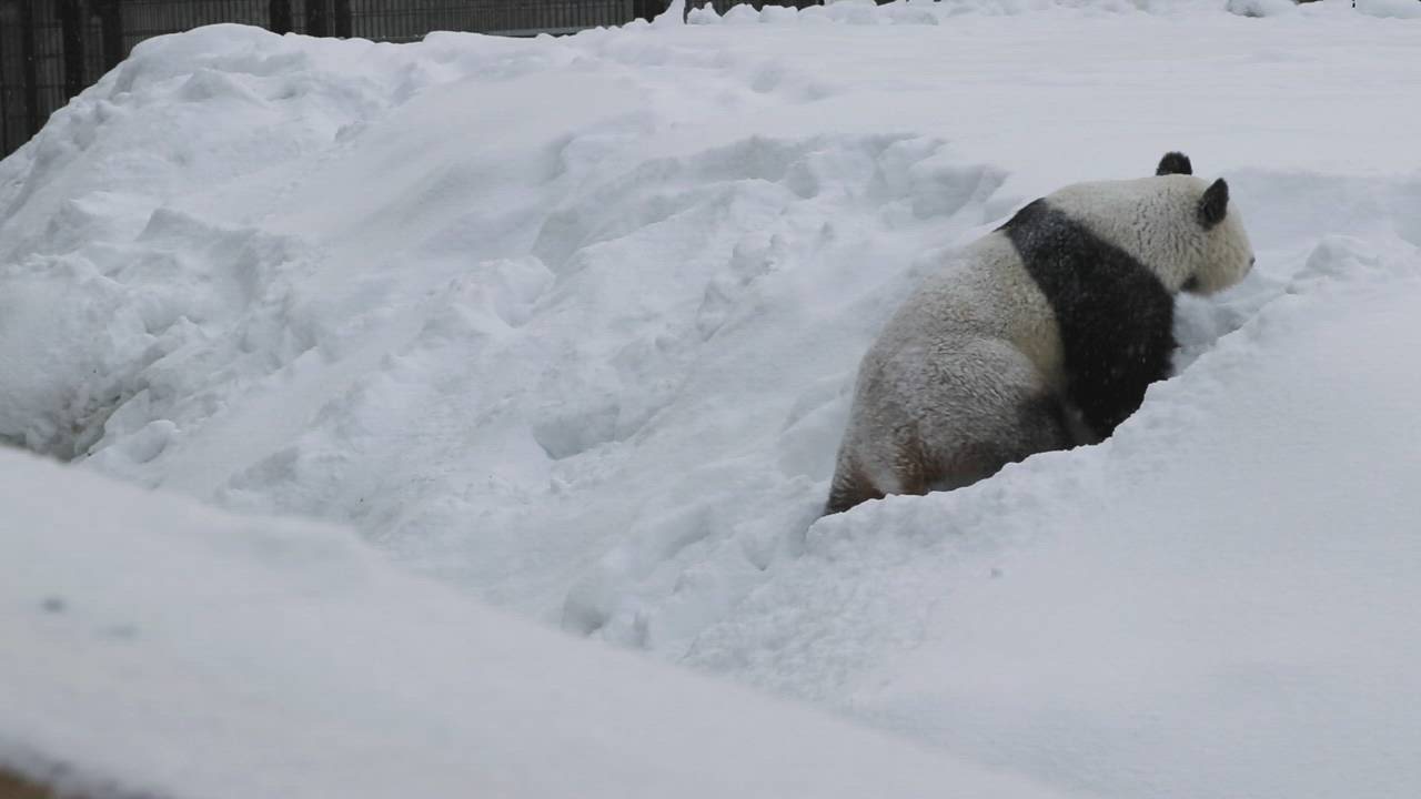 Lumi-pandan ensimmäiset leikit lumessa