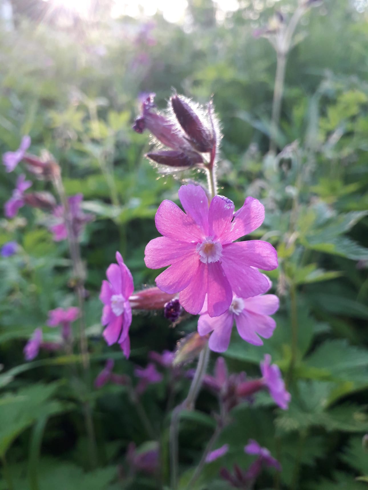 Aurinkoisen kukkaniityn puna-ailakki.