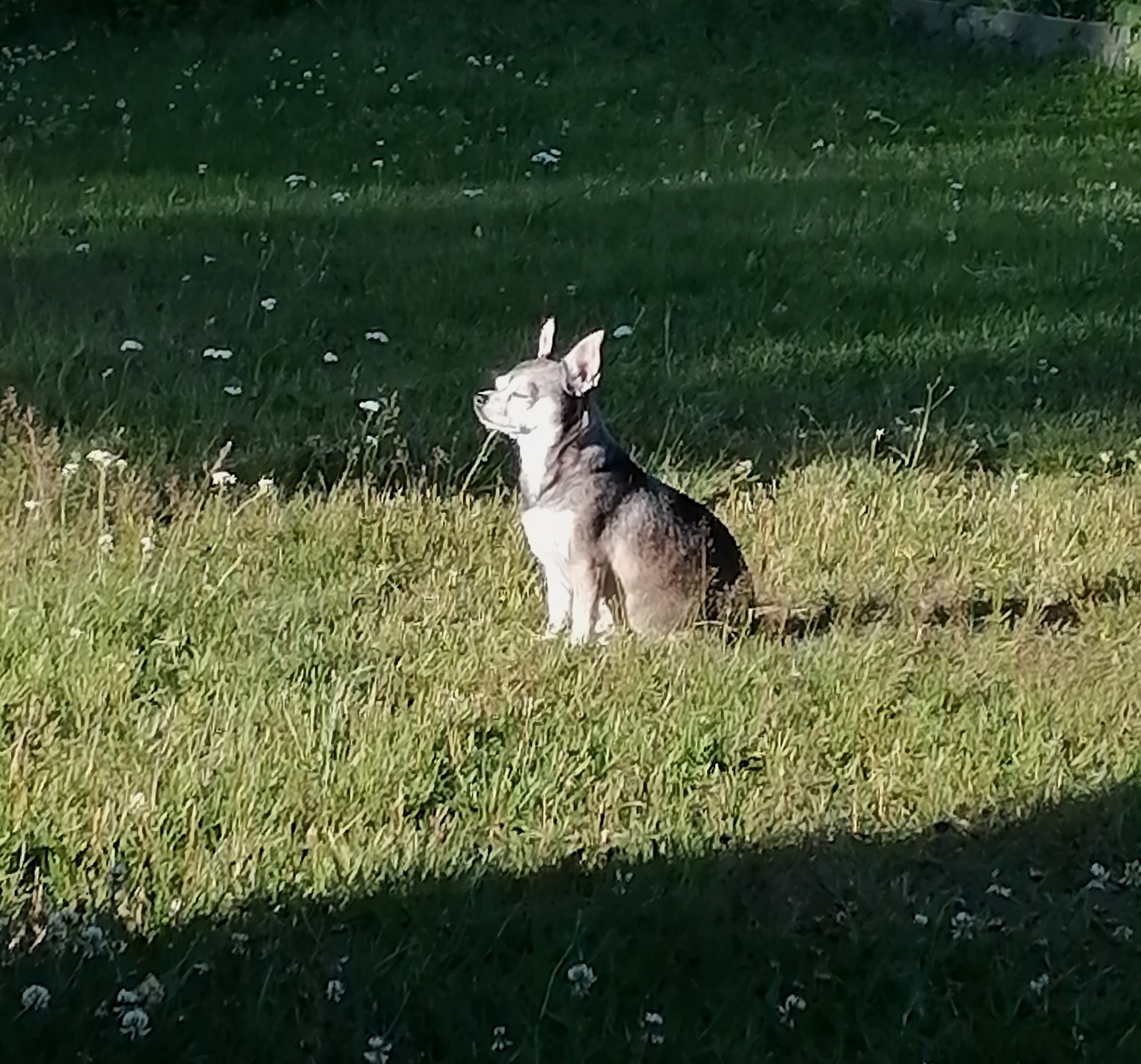 Päivän pörrömme nauttii täysillä auringosta