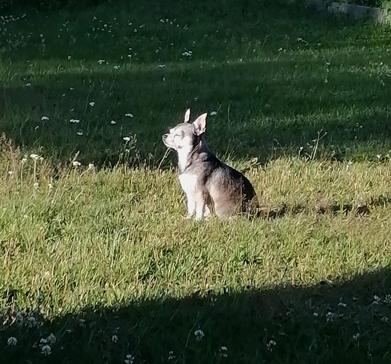 Hippu-koiralla on täydellinen kesänautinto. 7-vuotias chihuahua ottaa aurinkoa Järvenpäässä. Kiitos kuvasta Lea Liukulle! Lähetä sinäkin lemmikkisi kuva pienen taustatiedon kera joko sovelluksemme kautta tai osoitteeseen toimitus@jurvansanomat.fi