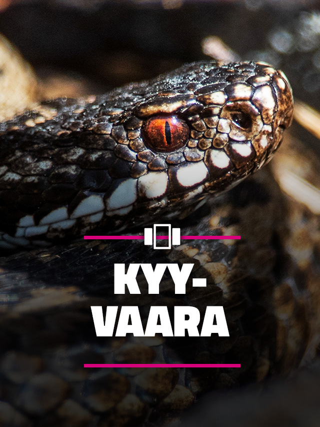 Rovaniemeläisen asuinalueen naapurissa elää kammoksuttu käärme, joka kiehtoo luontokuvaaja Marko Junttilaa – vuosien odotuksen jälkeen hän pääsi todistamaan harvinaista näytelmää